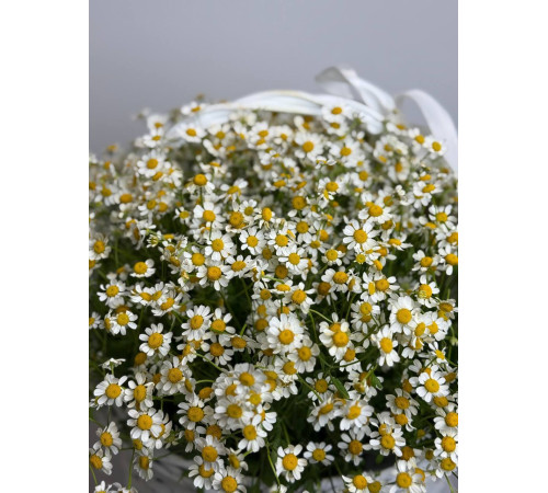 Полевая романтика