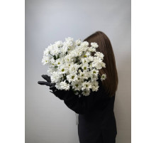 Нежная ромашковая хризантема