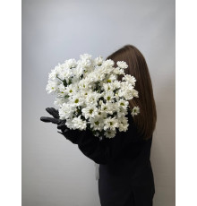 Нежная ромашковая хризантема