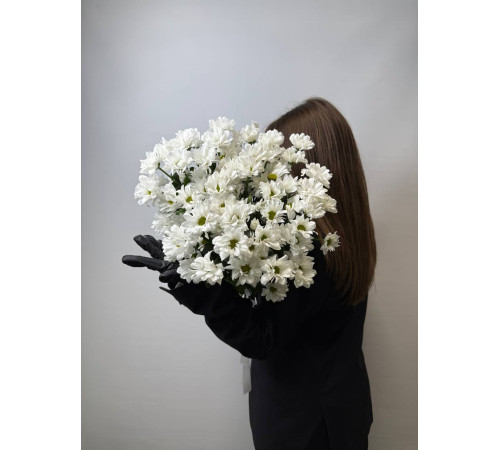 Нежная ромашковая хризантема