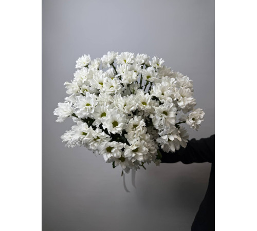 Нежная ромашковая хризантема