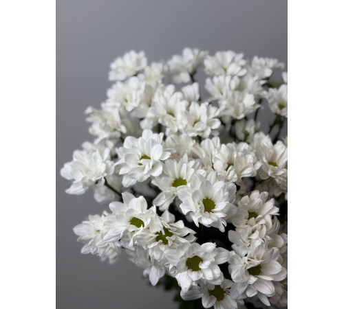 Нежная ромашковая хризантема