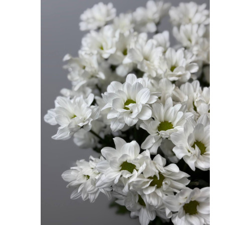 Нежная ромашковая хризантема