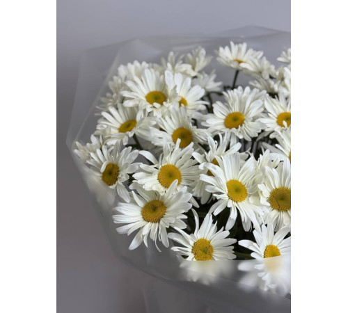 Ромашка крупная