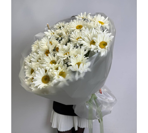 Ромашка крупная