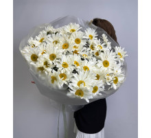 Ромашка крупная