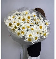 Ромашка крупная