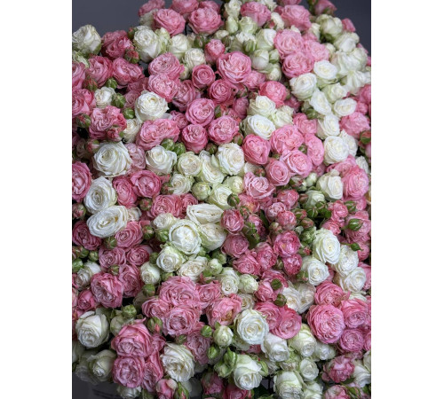 Рассветная нега