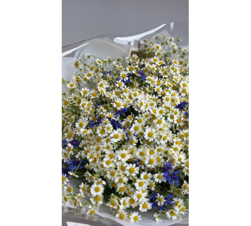 Полевые цветы