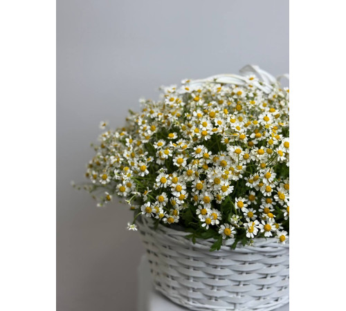 Полевая романтика