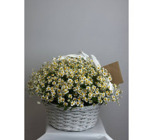 Полевая романтика