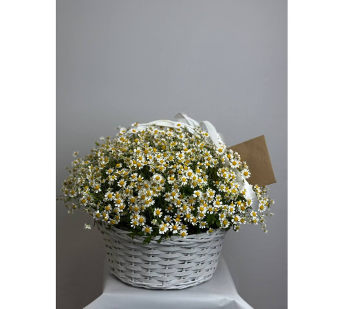 Полевая романтика