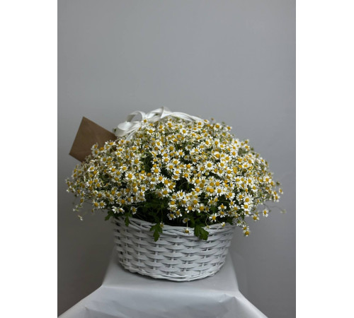 Полевая романтика